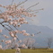 桜島と桜