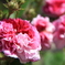 薔薇１