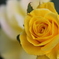 薔薇３