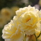 薔薇５