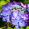 紫陽花１