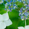 紫陽花２