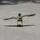 コゲラの巣立ち