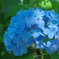 紫陽花と木漏れ日