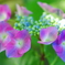 紫陽花の白昼夢