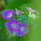 June　Dream