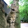 ゲジ公園の野良猫　威嚇じゃないよあくびだよ！
