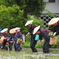 白川郷田植え２０１４、１
