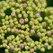 hydrangea