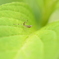 mantis
