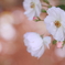 White rose