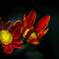 Chrysanthemum