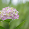柳と紫陽花