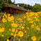 Wild Flower Express