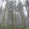 misty　forest～１