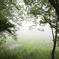 misty　forest