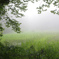 misty　forest～４