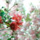 薔薇