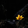 一輪の花