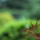 日本の梅雨