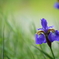Flowers near VIII