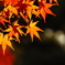 桂離宮紅葉(2)