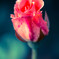 薔薇一輪