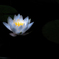 仄白