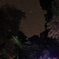 星とテントと屋久杉と