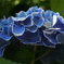 紫陽花カチューシャ
