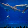 水族館
