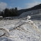 信州4月の草木に積もった雪