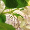 DPP_2991