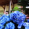 DPP_2996