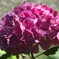 紫陽花１