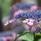 紫陽花3