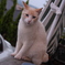 うちに住み着いている野良猫