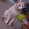 うちに住み着いている野良猫