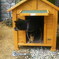 犬小屋、練習中に…