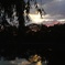 奈良公園の夕暮れ