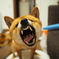 柴犬・わらび