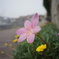 道端の花