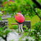 雨に咲く華一輪
