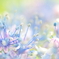 fairy