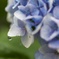 雨を待っていた紫陽花