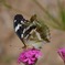 メスグロヒョウモン
