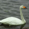 白鳥の川