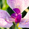 花菖蒲（白紫）
