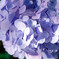 紫陽花02