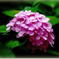 　神戸の紫陽花